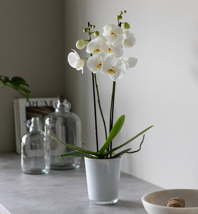 Hvit orkidé i hvit glasspotte Hvit orkidé i hvit glasspotte